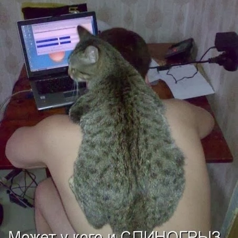 Смешные коты с комментариями