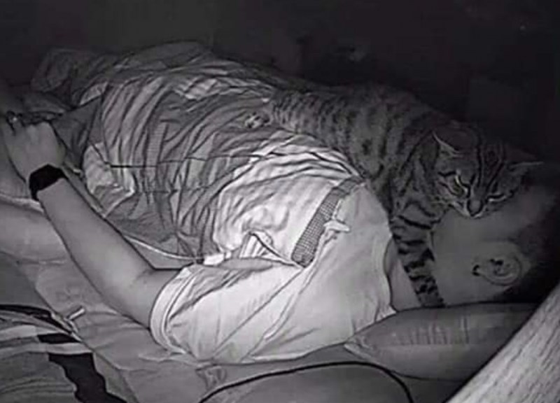 Мемы с котами