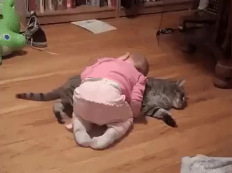 Стих про кота смешной