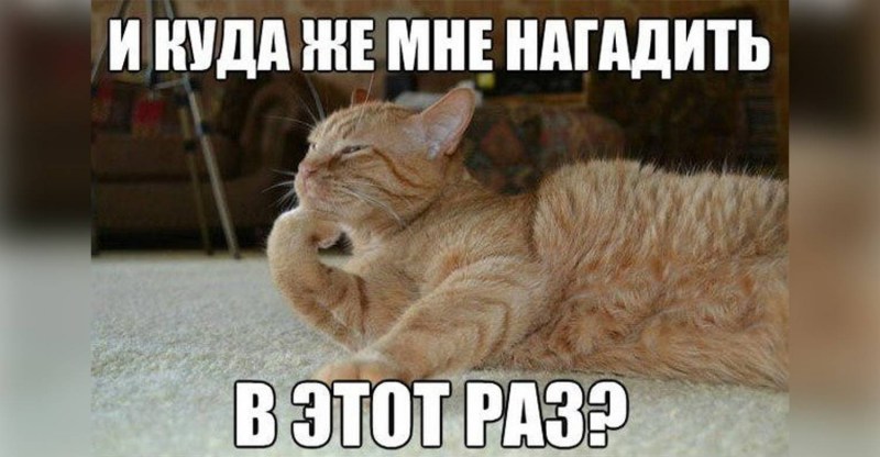 Кот лежит на девушке