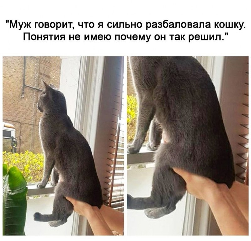 Кот сели. Кот свесил лапы. Кот свесив лапу. Котенок свесил лапки. Кот сидит свесив лапы.