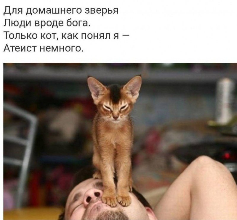 Кошка топчется на человеке