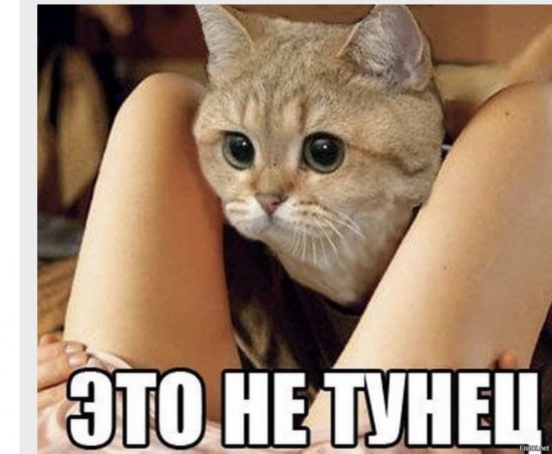 Это не тунец Мем