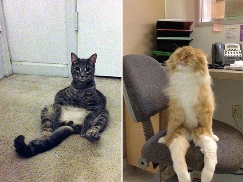 Котик сидит на попе