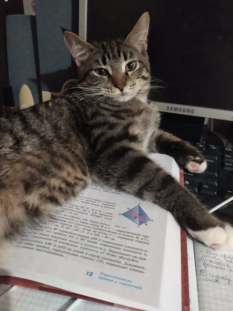 Кошка села на кошку