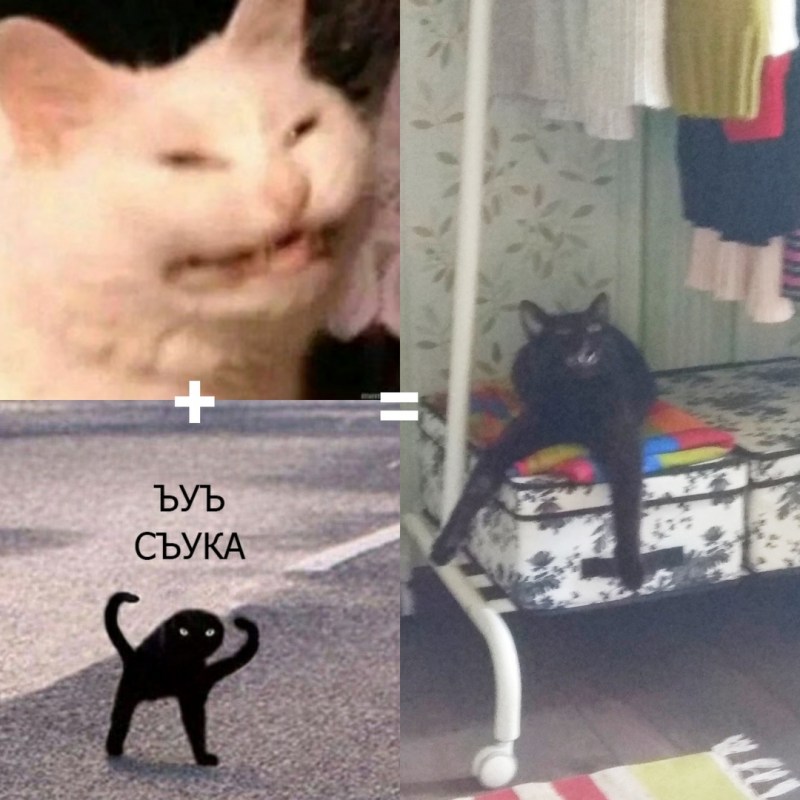 Рыжий косоглазый кот