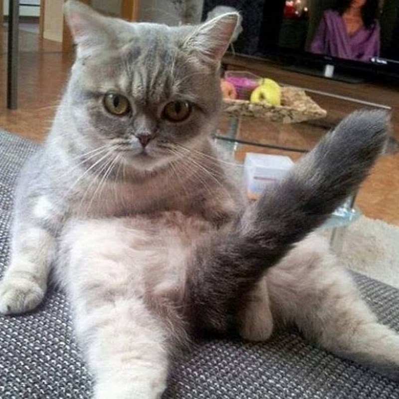 Коты и блины