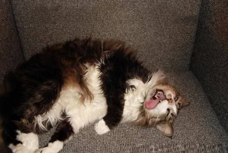 Попа кота