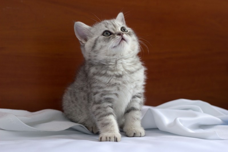Скоттиш страйт