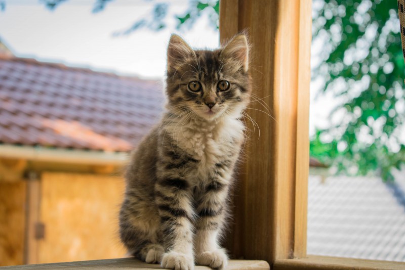 Котенок сидя
