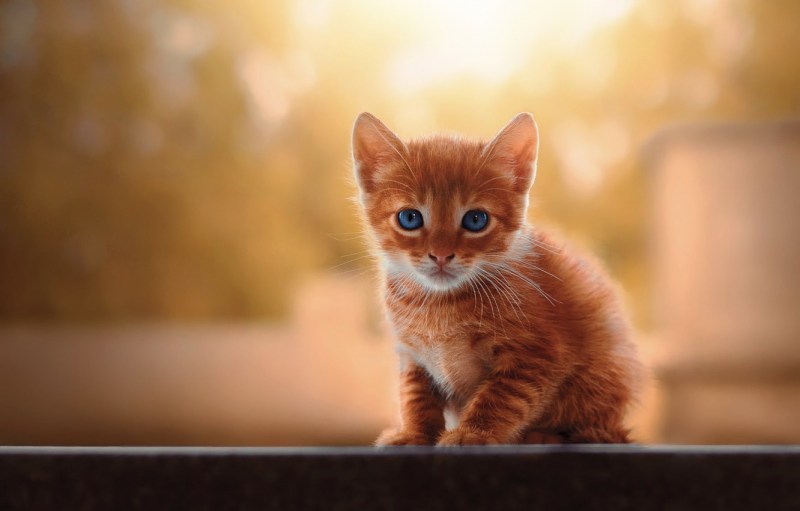 Маленький рыжий котик
