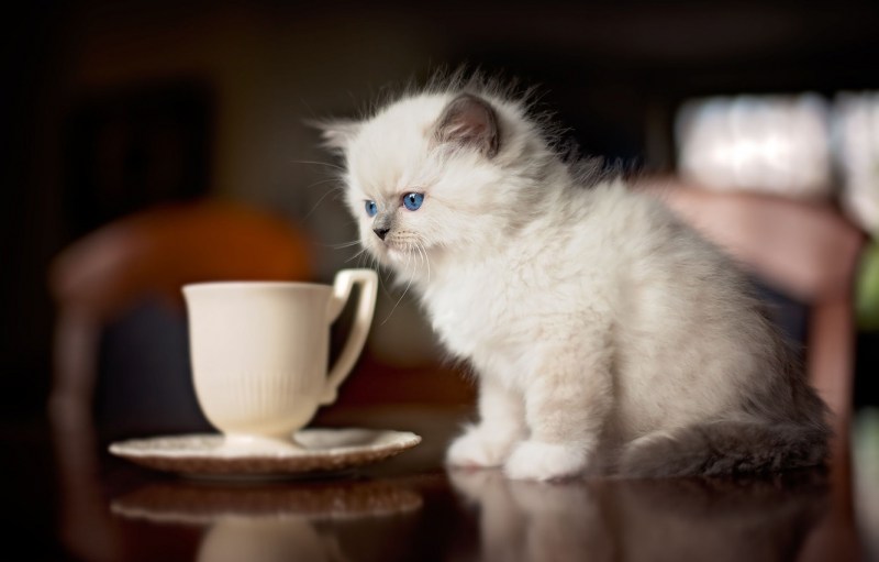 Котенок на столе