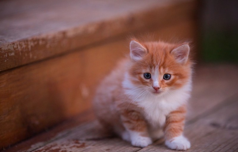 Рыжий котёнок