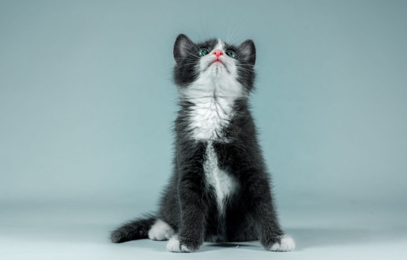 Котенок смотрит вверх