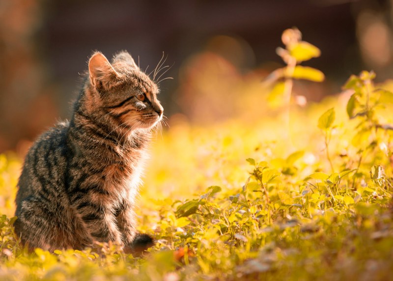 Котёнок и солнышко