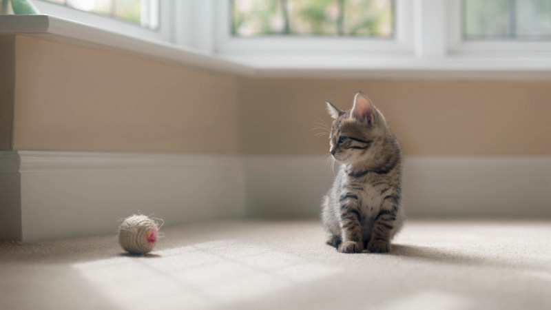 Котенок сидит на полу