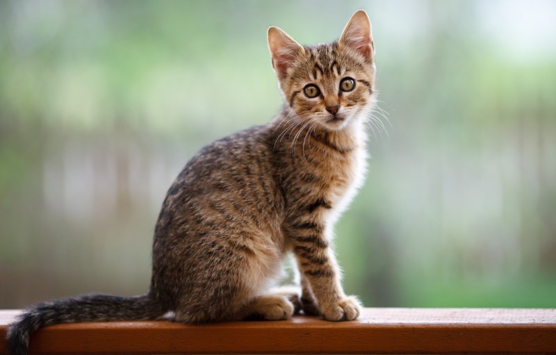 Котенок сидя