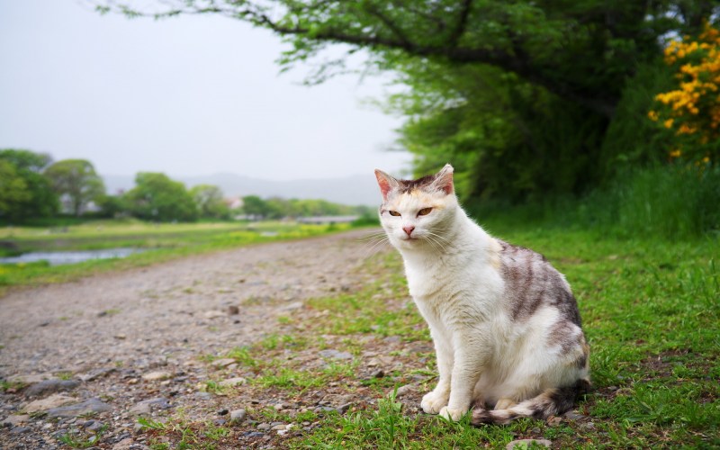 Коты на Поляне