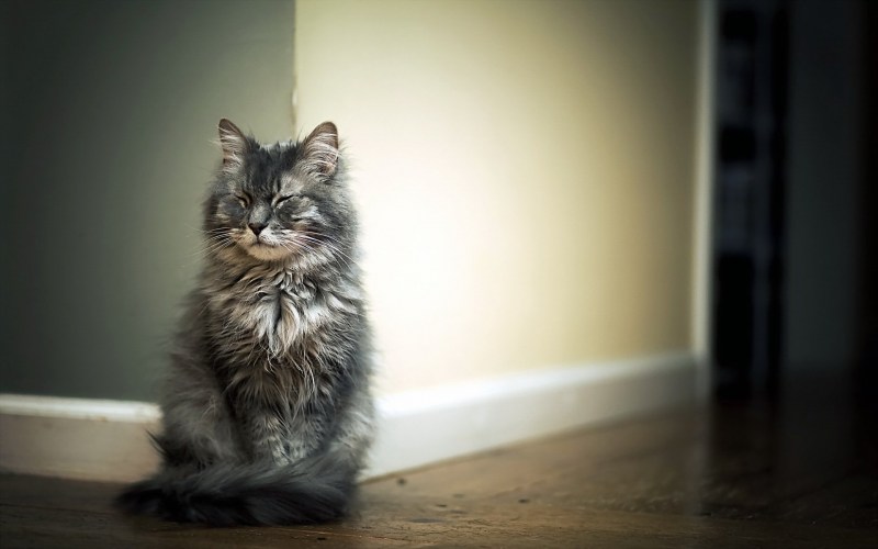 Котенок сидя