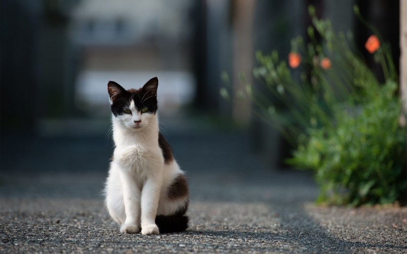 Кошечка на улице