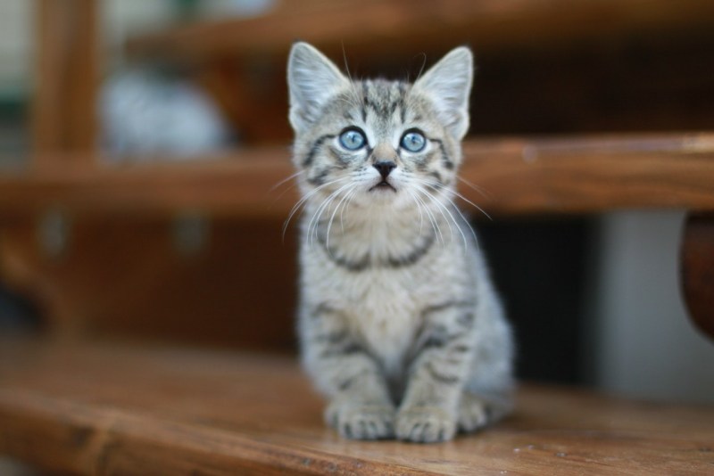 Милый котик сидит