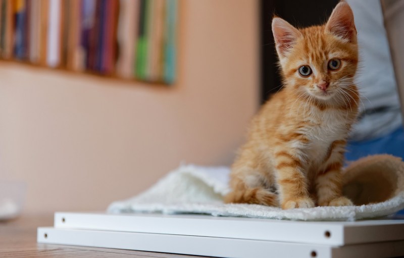 Котенок на столе
