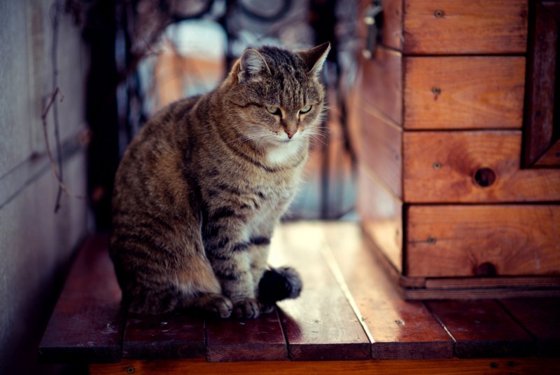 Кошка ест