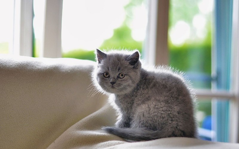 Серый котёнок