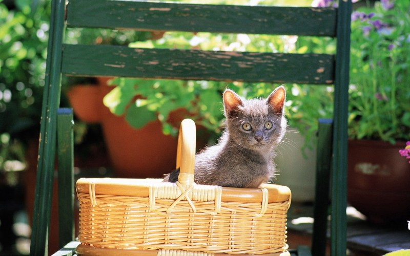 Кошка сидит в корзинке