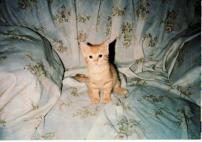Котята которые сидят
