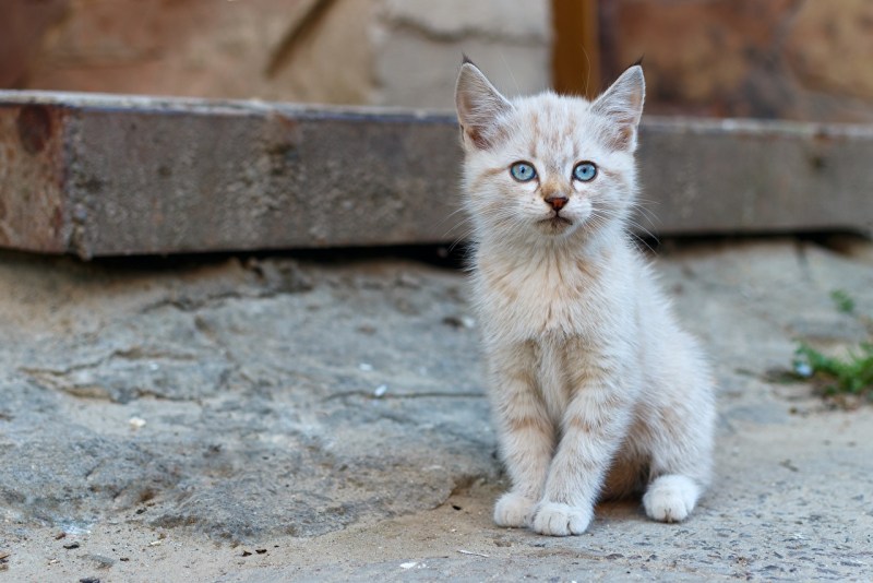 Сидячий котенок