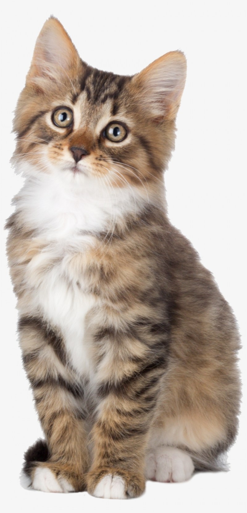 Сидячая кошка