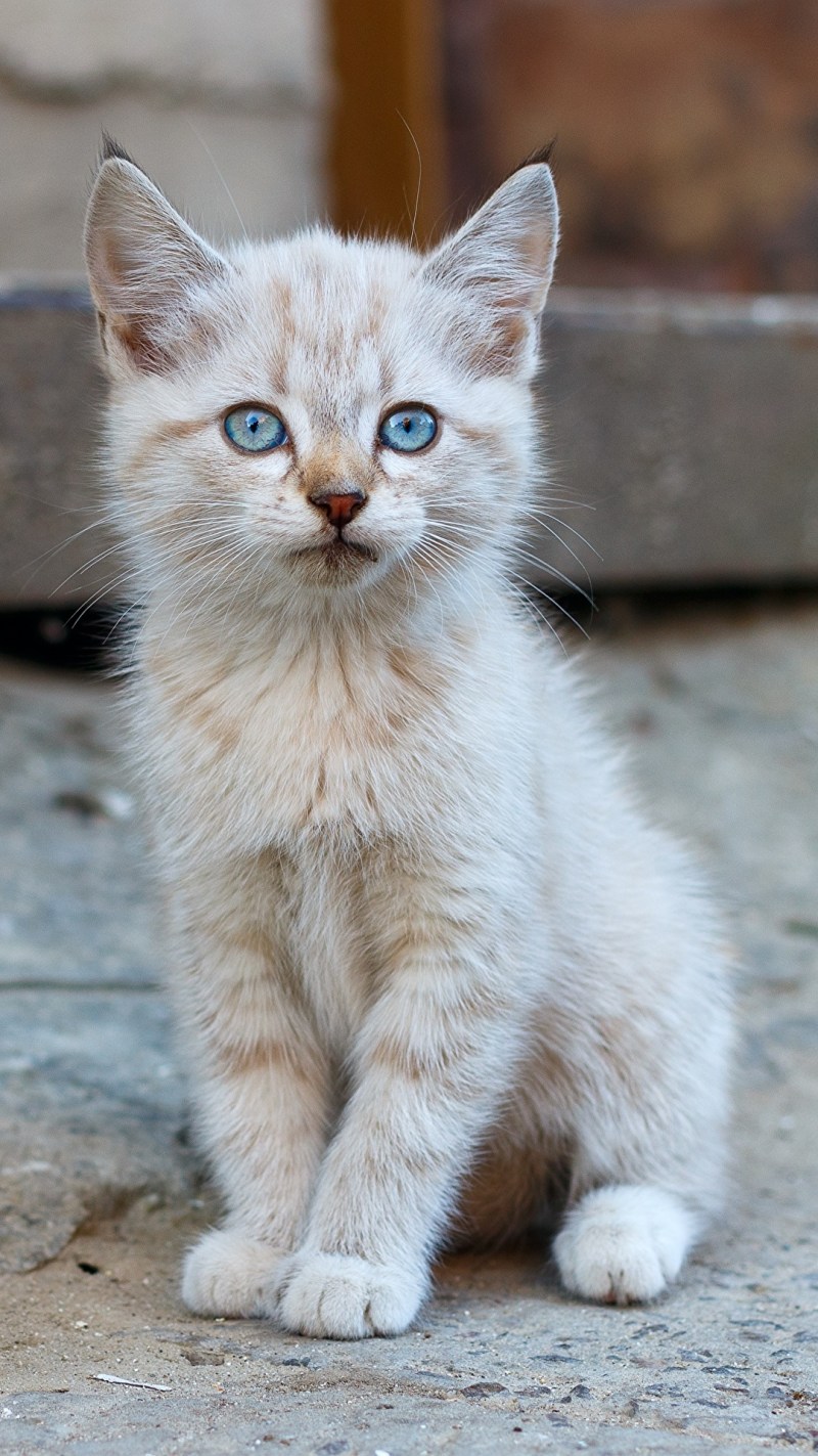 Сидячий котенок