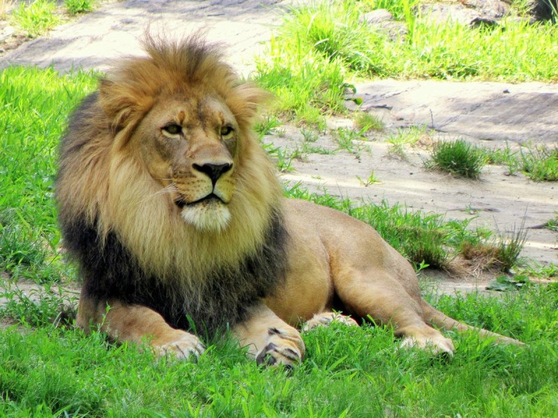 Информация про львов. Лев для детей. Проект про Льва. Лев Страна. Царь зверей фото.