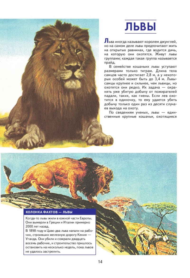 Рассказ о львах - картинки и фото koshka.top
