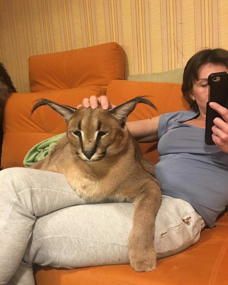 Вислоухий каракал