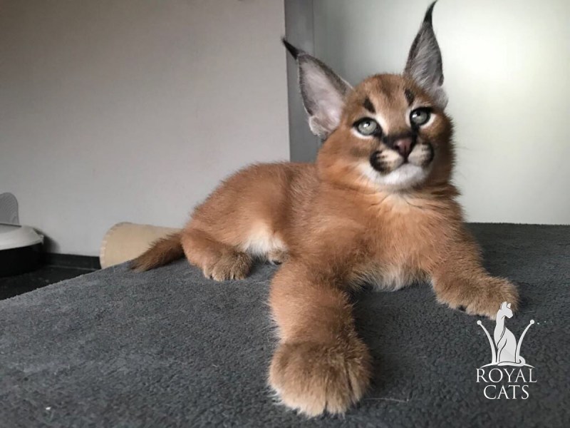 Кот породы каракал