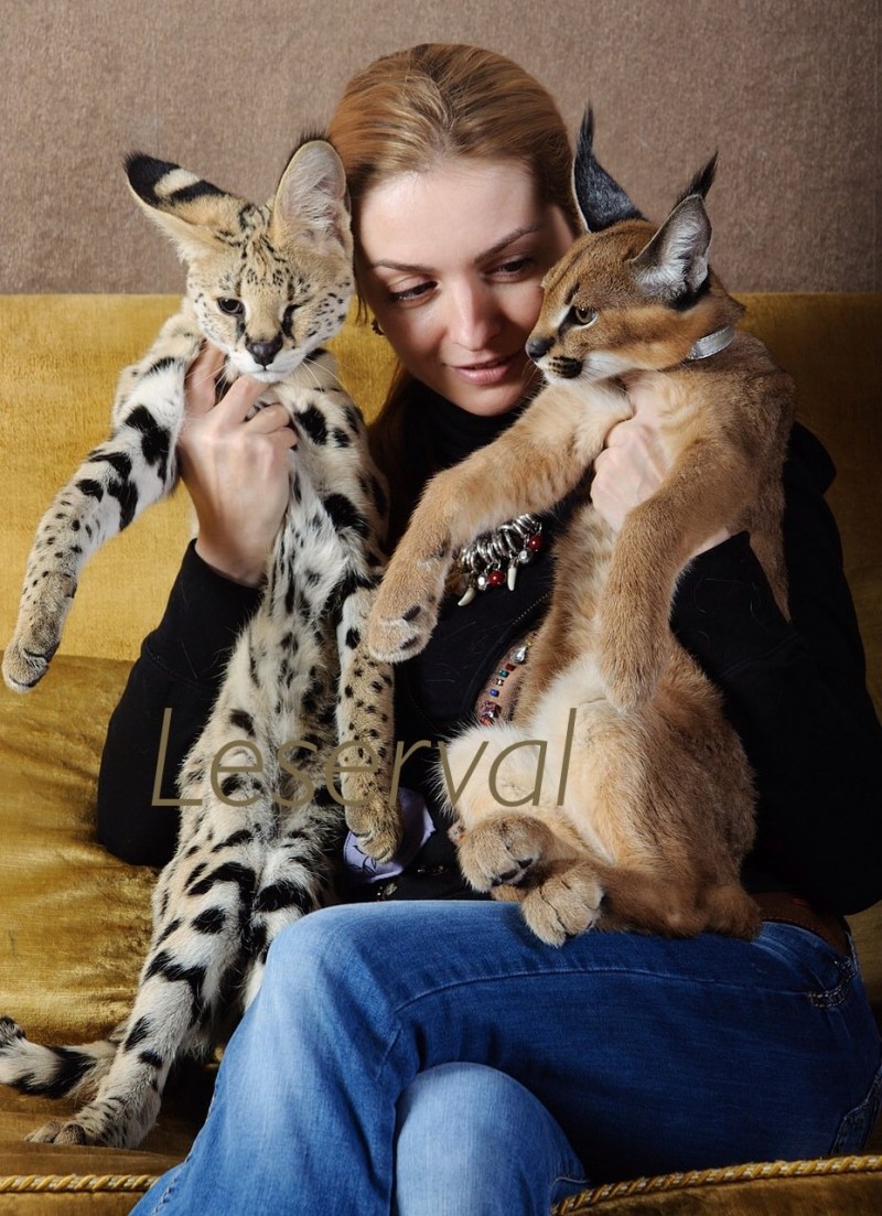 Каракал кошка
