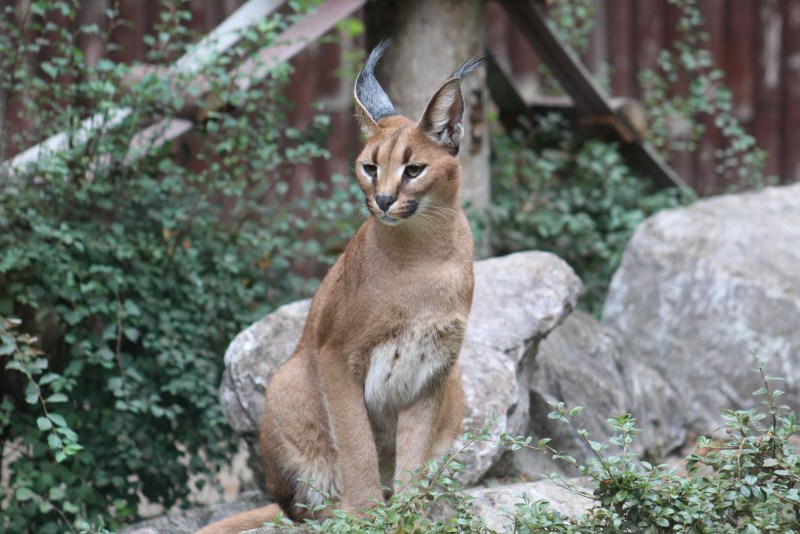 Степная кошка каракал