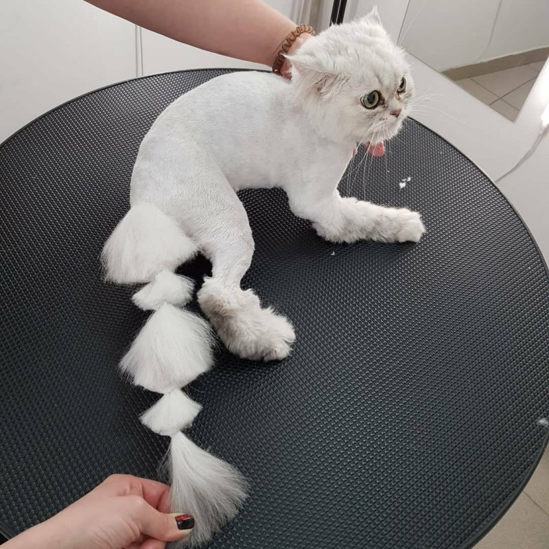 Стрижка кота