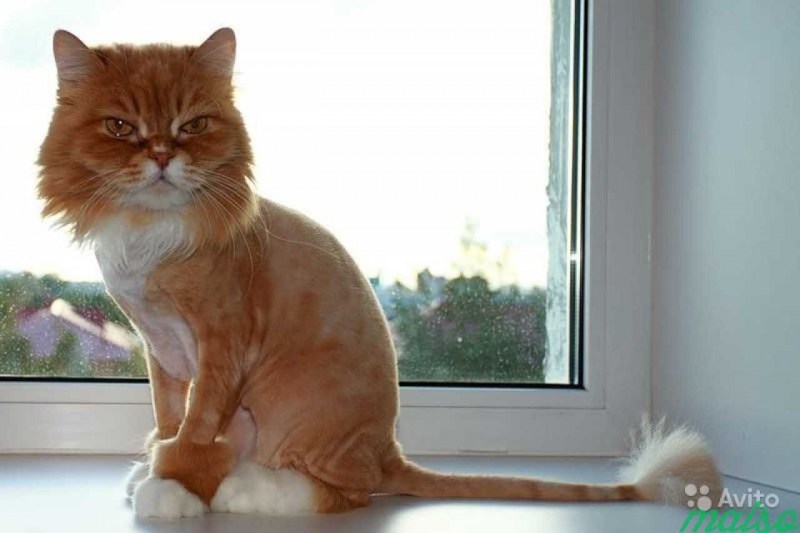 Стрижка кошек