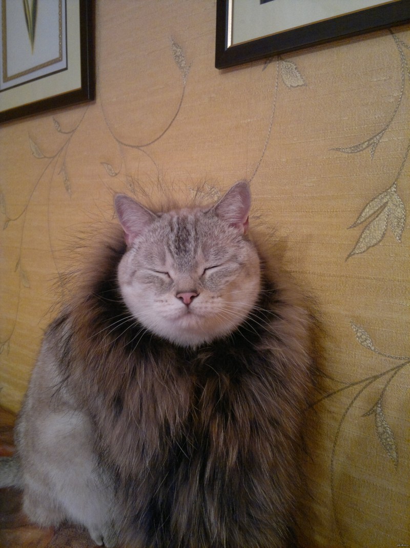 Стрижки котов сибирских