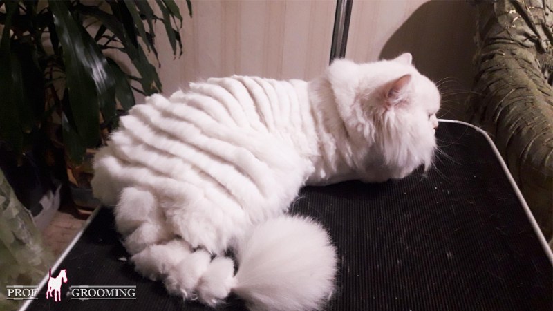 Художественная стрижка кота