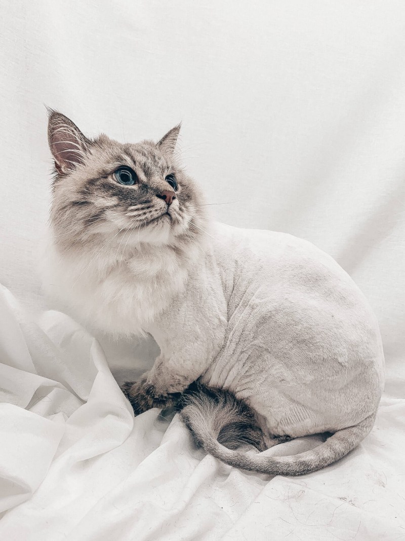 Гигиеническая стрижка кошек