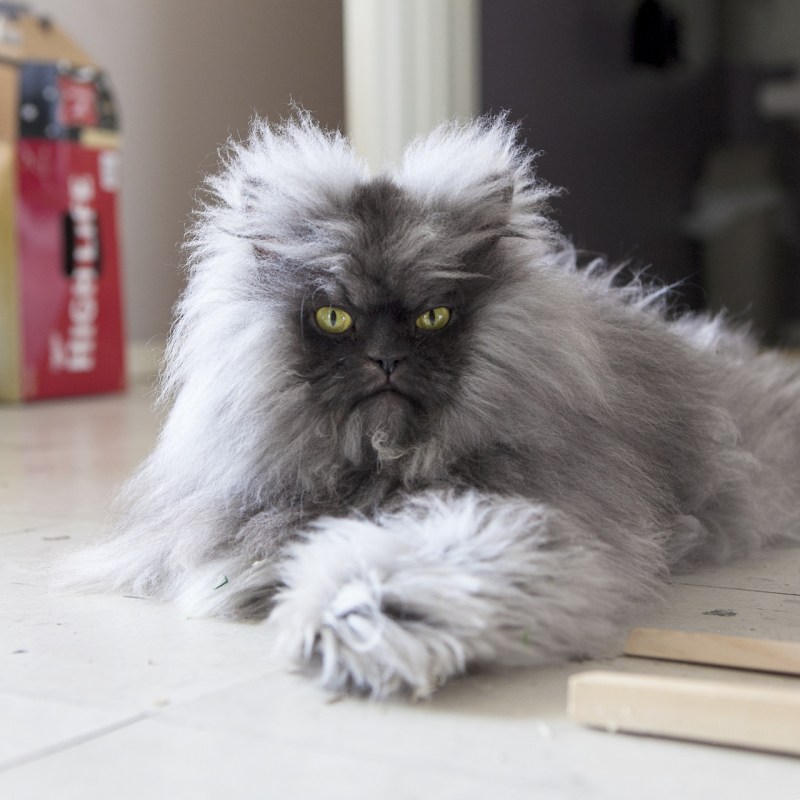 Лохматый котенок