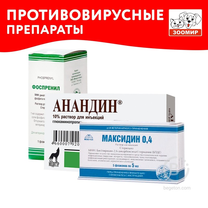 Иммуностимулятор максидин