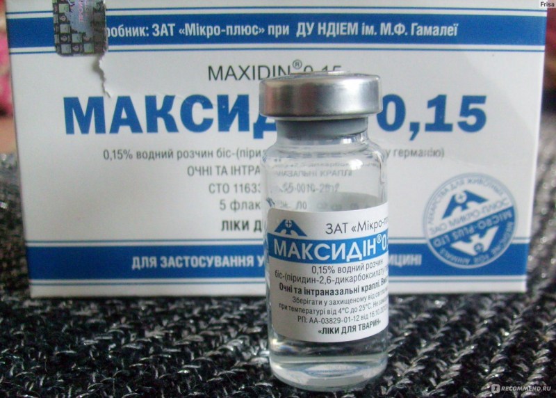 Абиссинец у ветеринара