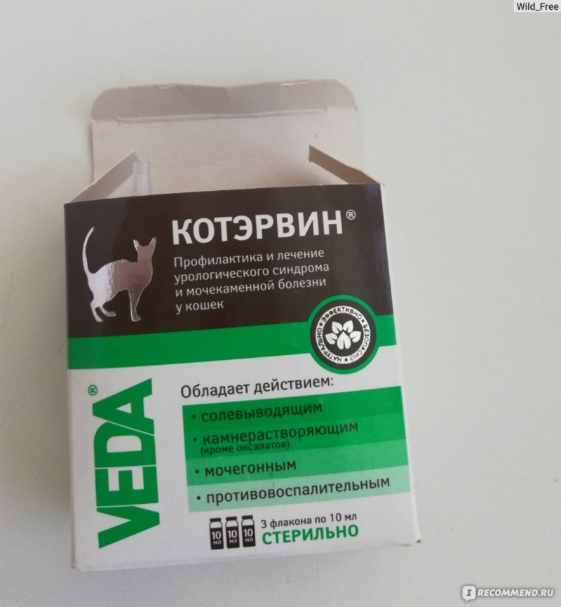 Экстралинька кот Екатеринбург