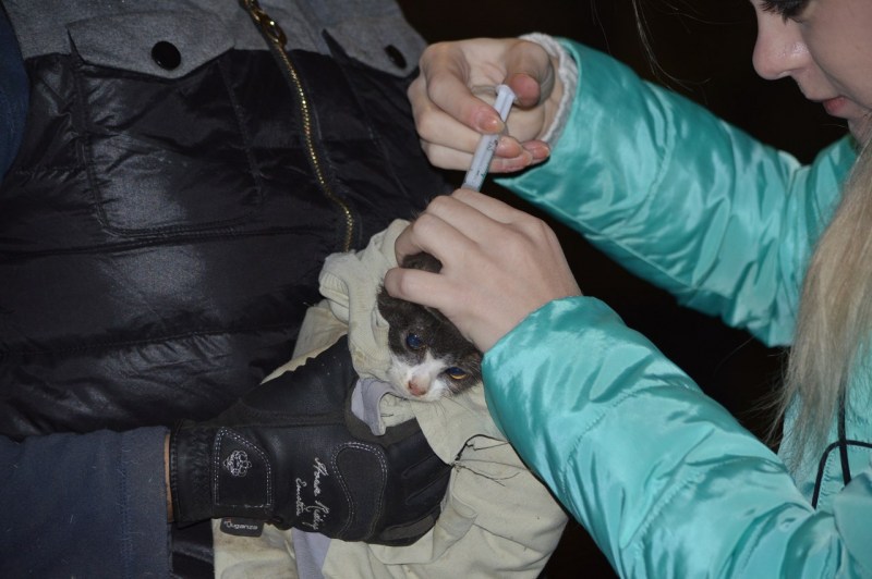 Котэрвин для кошек от мочекаменной болезни