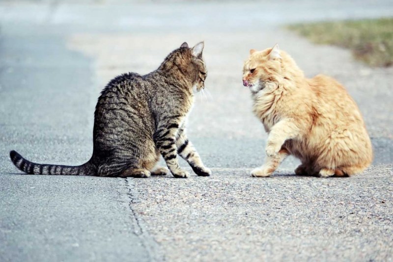 Коты дерутся